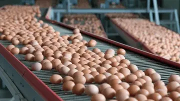 Egg Processing: Types, Methods & Functional Benefits in the Food Industry
