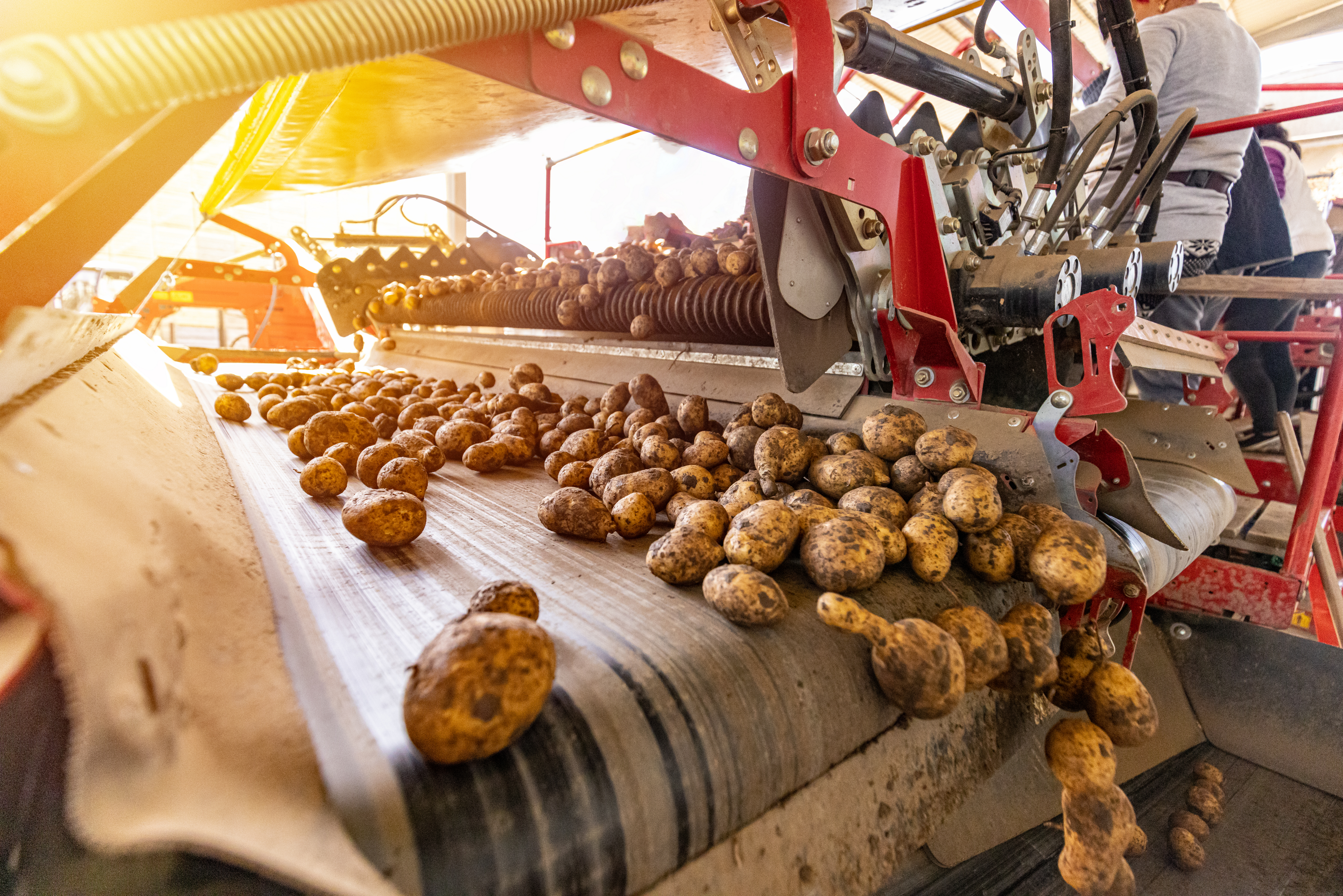 Setting Up a Potato Processing Manufacturing Unit: Engineering the Future of Potato & By-Product Utilization