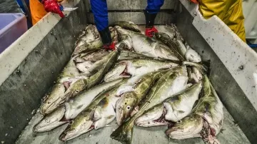 Fish processing