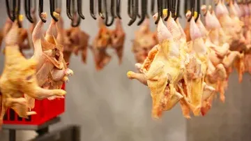 Modern Abattoir